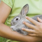 Kako zaklati i iskasapiti zeca?